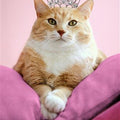 Hallmark Cat with Tiara - iPantry UAE