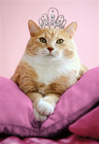 Hallmark Cat with Tiara - iPantry UAE