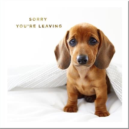 Hallmark Sorry Your Leaving - iPantry UAE